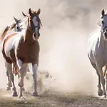 Ranchhouse Smoker- Westernstable - Horse Apartament *