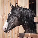 Ranchhouse Smoker- Westernstable - Horse * Elterlein