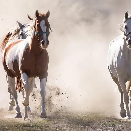 Ranchhouse Smoker- Westernstable - Horse Apartment *