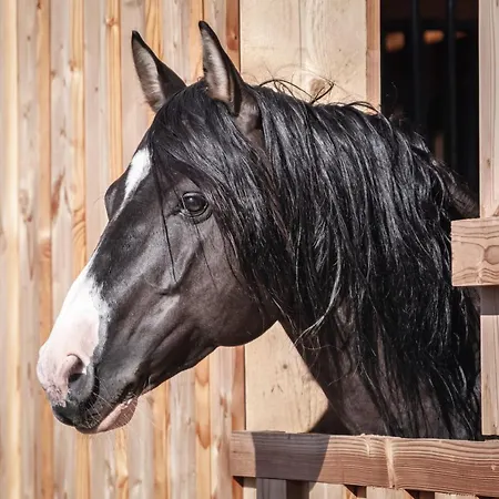 Ranchhouse Smoker- Westernstable - Horse * Elterlein